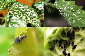 آفات مهم گیاهان فضای سبز آزمون آنلاین داناد